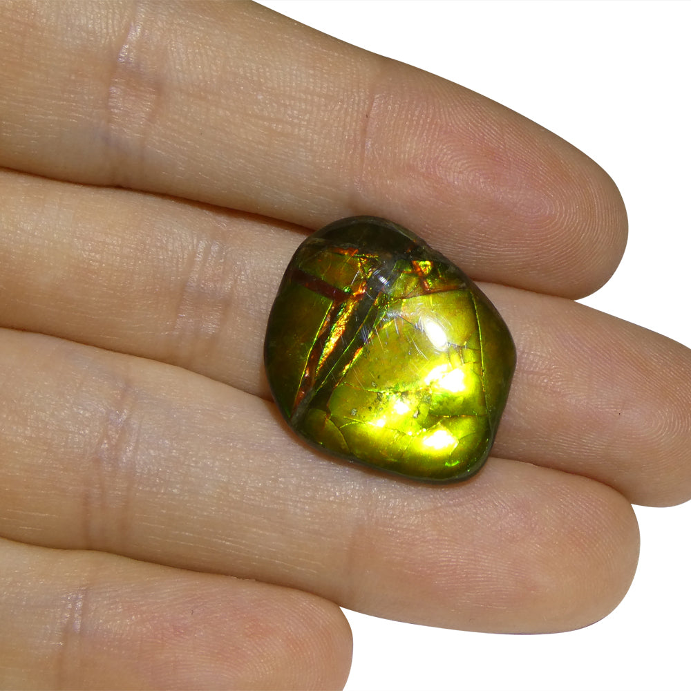 11.34ct Freeform A+ 3 Color Yellow, Green, Red Ammolite from Alberta, Canada - Skyjems Wholesale Gemstones