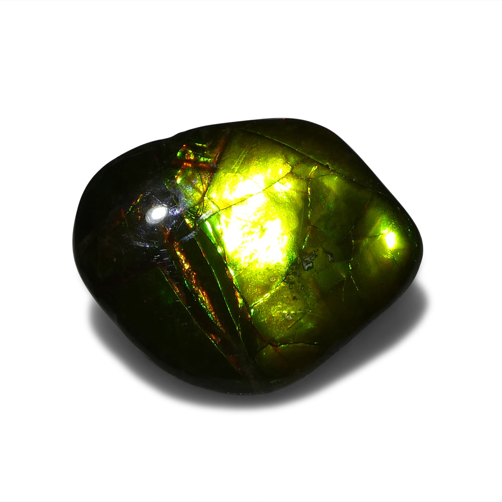 11.34ct Freeform A+ 3 Color Yellow, Green, Red Ammolite from Alberta, Canada - Skyjems Wholesale Gemstones