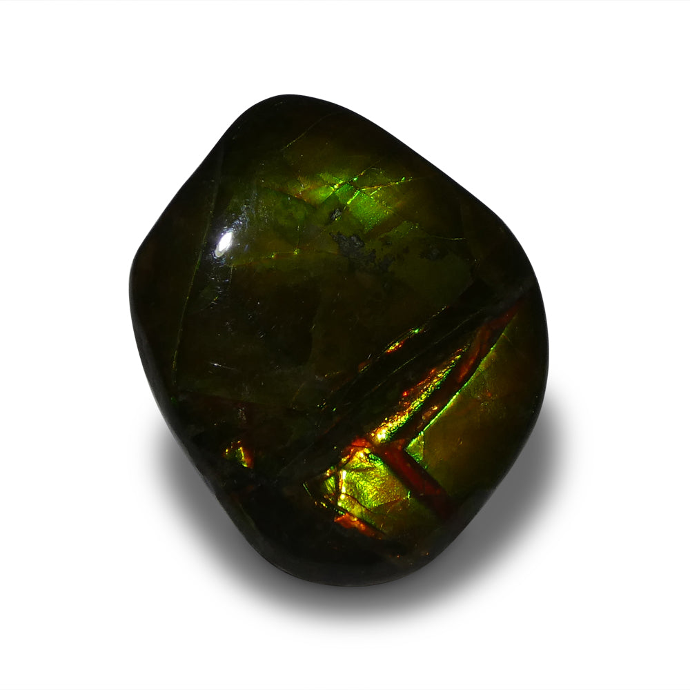 11.34ct Freeform A+ 3 Color Yellow, Green, Red Ammolite from Alberta, Canada - Skyjems Wholesale Gemstones