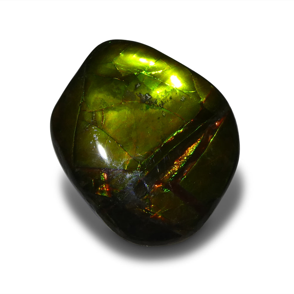 11.34ct Freeform A+ 3 Color Yellow, Green, Red Ammolite from Alberta, Canada - Skyjems Wholesale Gemstones