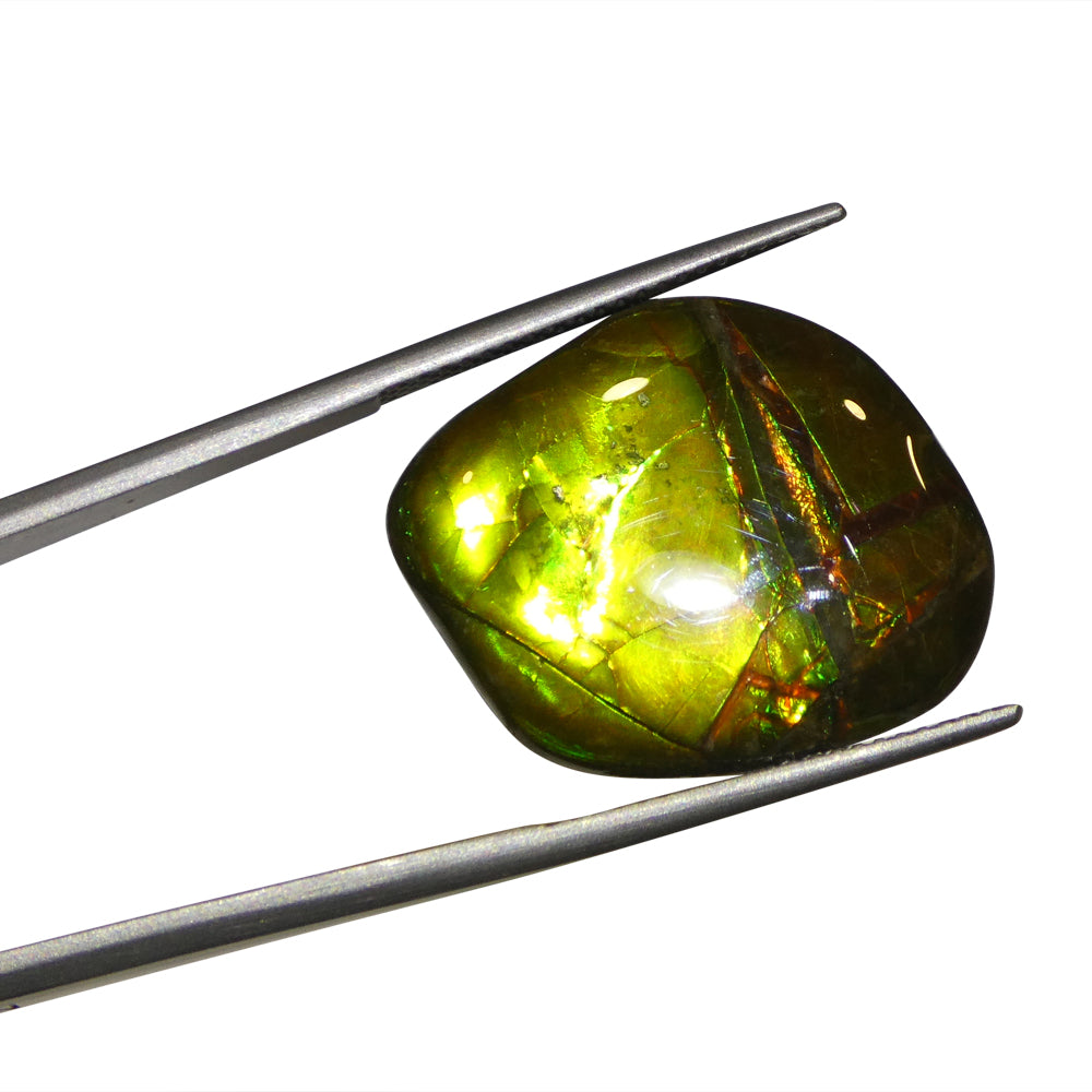 11.34ct Freeform A+ 3 Color Yellow, Green, Red Ammolite from Alberta, Canada - Skyjems Wholesale Gemstones