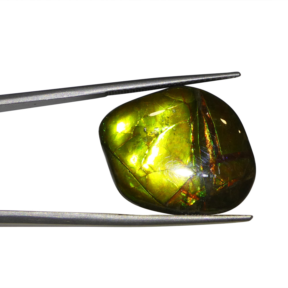 11.34ct Freeform A+ 3 Color Yellow, Green, Red Ammolite from Alberta, Canada - Skyjems Wholesale Gemstones