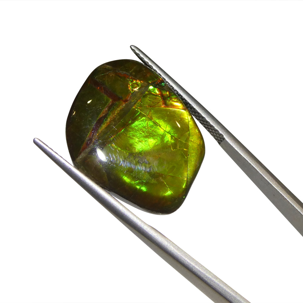 11.34ct Freeform A+ 3 Color Yellow, Green, Red Ammolite from Alberta, Canada - Skyjems Wholesale Gemstones