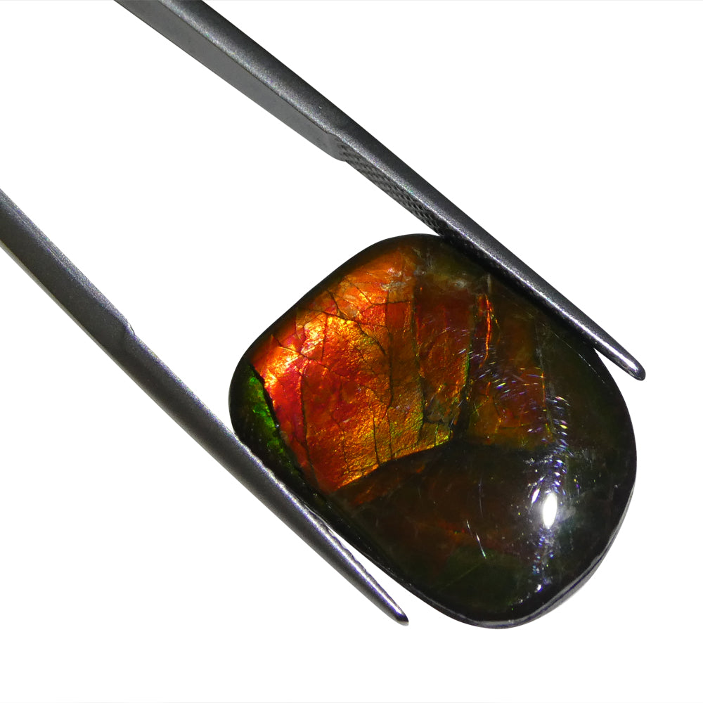 12.43ct Freeform A+ 3 Color Red, Yellow, Green Ammolite from Alberta, Canada - Skyjems Wholesale Gemstones