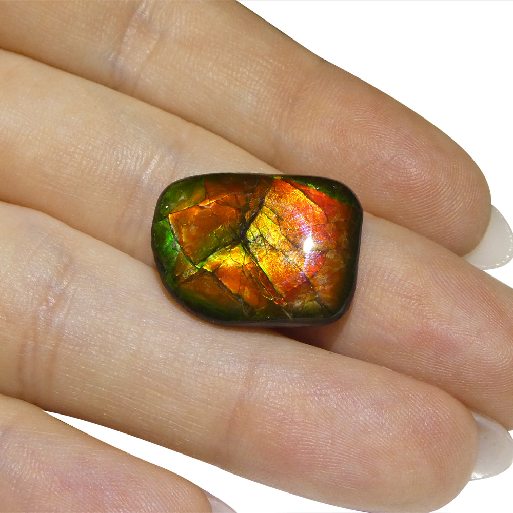 12.43ct Freeform A+ 3 Color Red, Yellow, Green Ammolite from Alberta, Canada - Skyjems Wholesale Gemstones