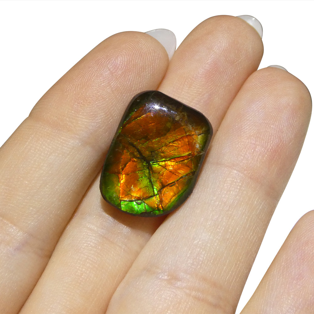 12.43ct Freeform A+ 3 Color Red, Yellow, Green Ammolite from Alberta, Canada - Skyjems Wholesale Gemstones