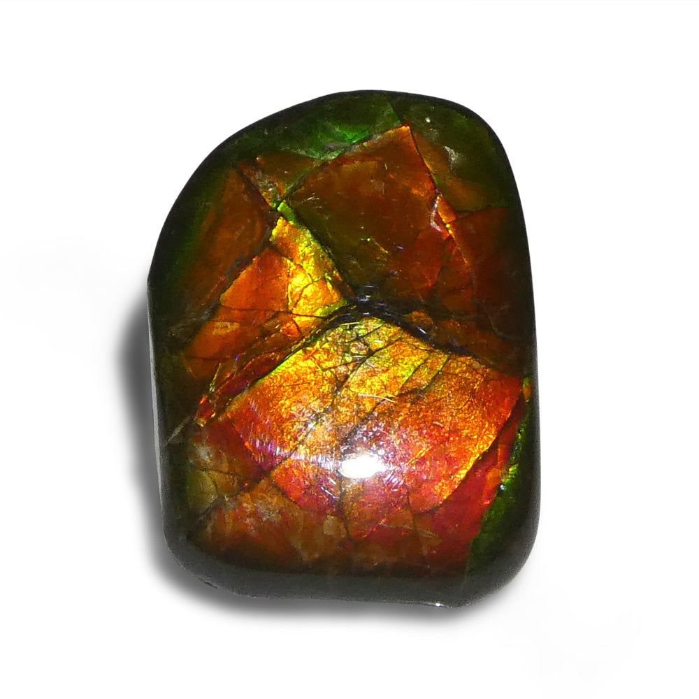 12.43ct Freeform A+ 3 Color Red, Yellow, Green Ammolite from Alberta, Canada - Skyjems Wholesale Gemstones