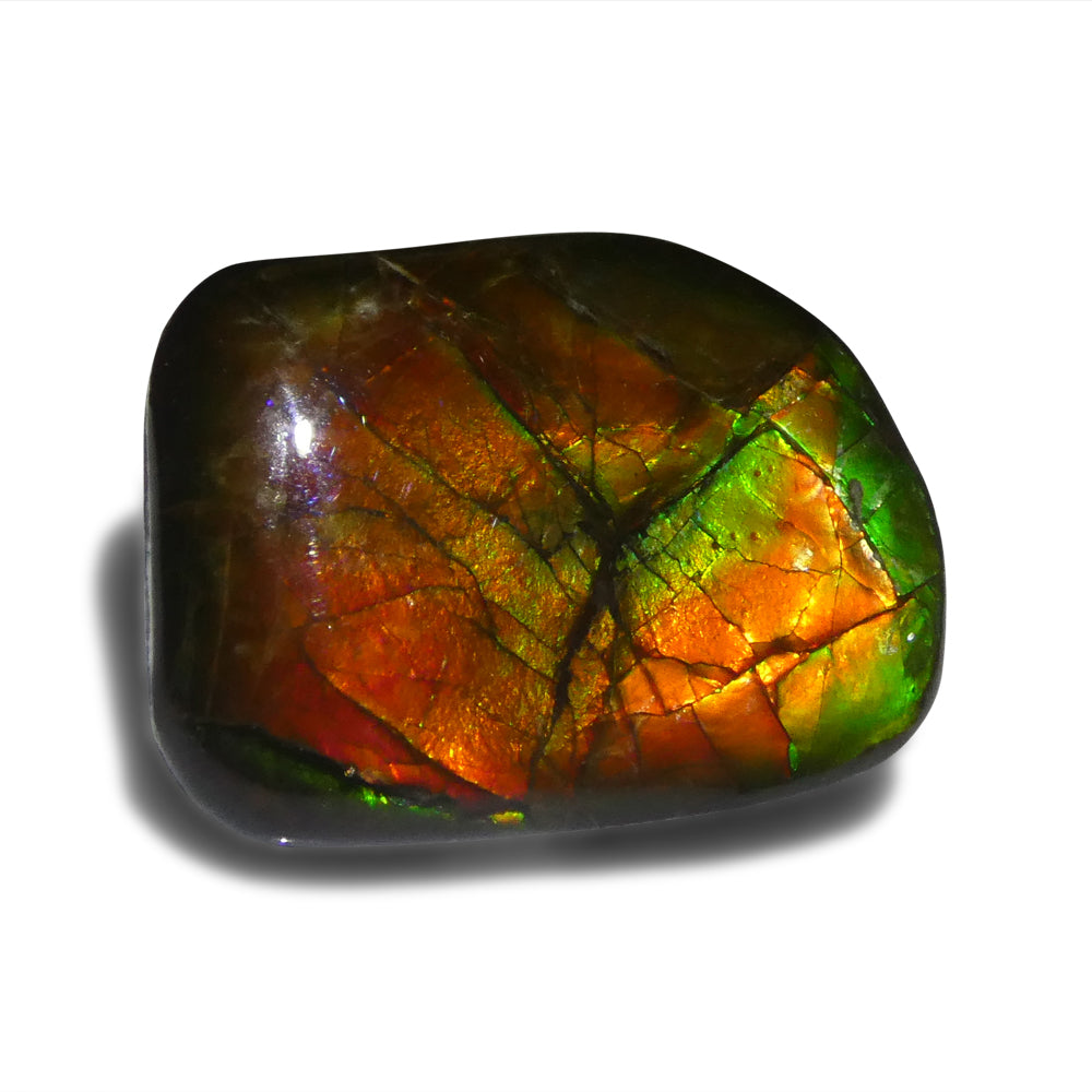 12.43ct Freeform A+ 3 Color Red, Yellow, Green Ammolite from Alberta, Canada - Skyjems Wholesale Gemstones