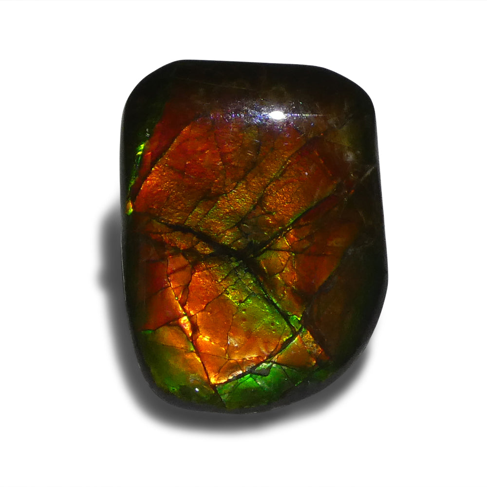 12.43ct Freeform A+ 3 Color Red, Yellow, Green Ammolite from Alberta, Canada - Skyjems Wholesale Gemstones