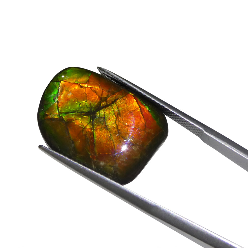 12.43ct Freeform A+ 3 Color Red, Yellow, Green Ammolite from Alberta, Canada - Skyjems Wholesale Gemstones