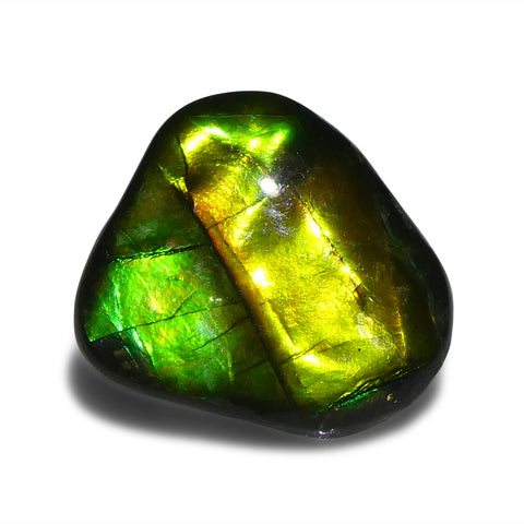 10.09ct Freeform A+ 3 Color Green, Yellow, Blue Ammolite from Alberta, Canada