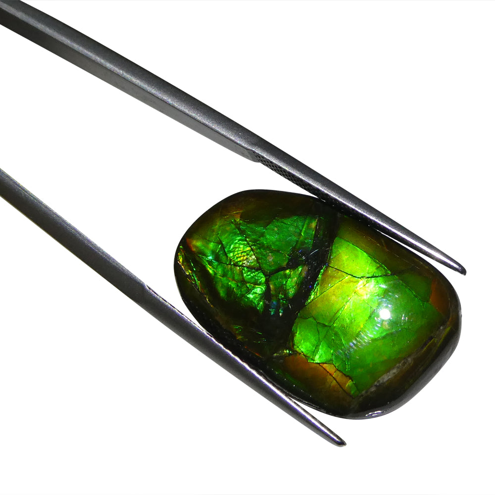 15.28ct Freeform A+ 3 Color Green, Yellow, Blue Ammolite from Alberta, Canada - Skyjems Wholesale Gemstones