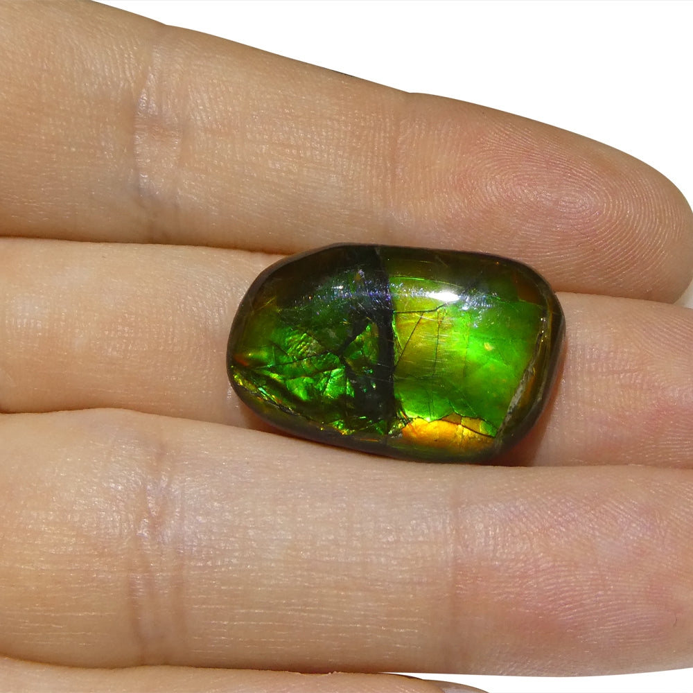 15.28ct Freeform A+ 3 Color Green, Yellow, Blue Ammolite from Alberta, Canada - Skyjems Wholesale Gemstones