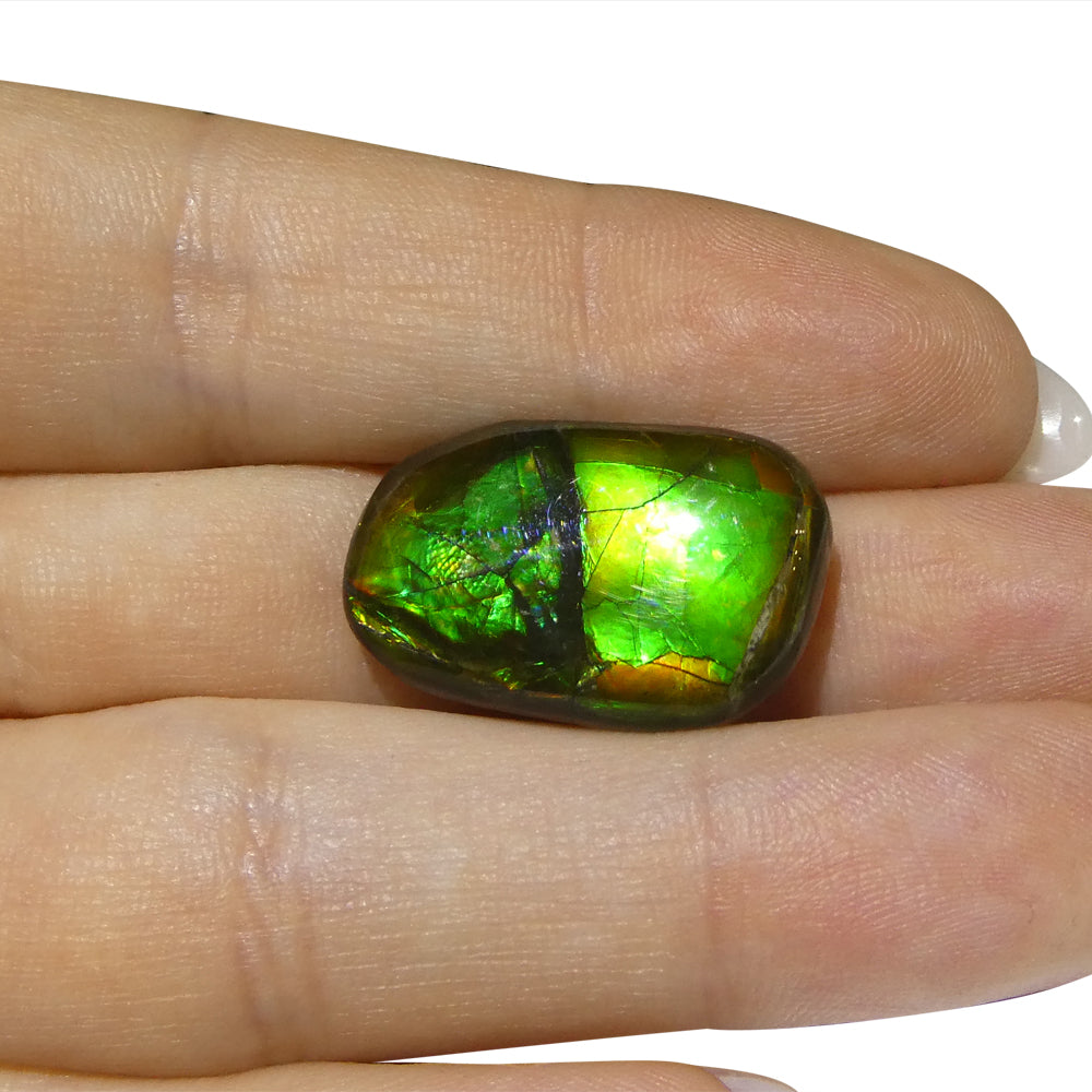 15.28ct Freeform A+ 3 Color Green, Yellow, Blue Ammolite from Alberta, Canada - Skyjems Wholesale Gemstones