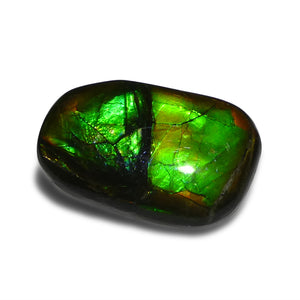 15.28ct Freeform A+ 3 Color Green, Yellow, Blue Ammolite from Alberta, Canada - Skyjems Wholesale Gemstones