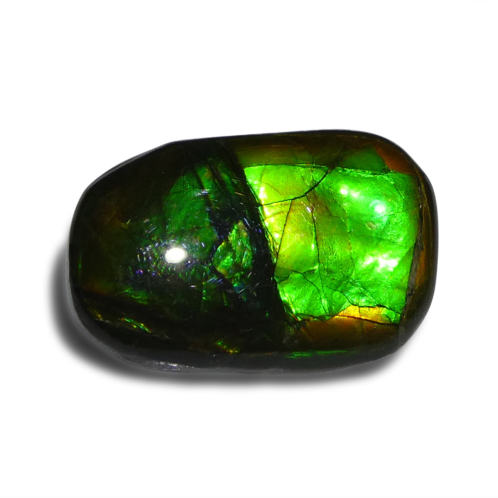 15.28ct Freeform A+ 3 Color Green, Yellow, Blue Ammolite from Alberta, Canada - Skyjems Wholesale Gemstones