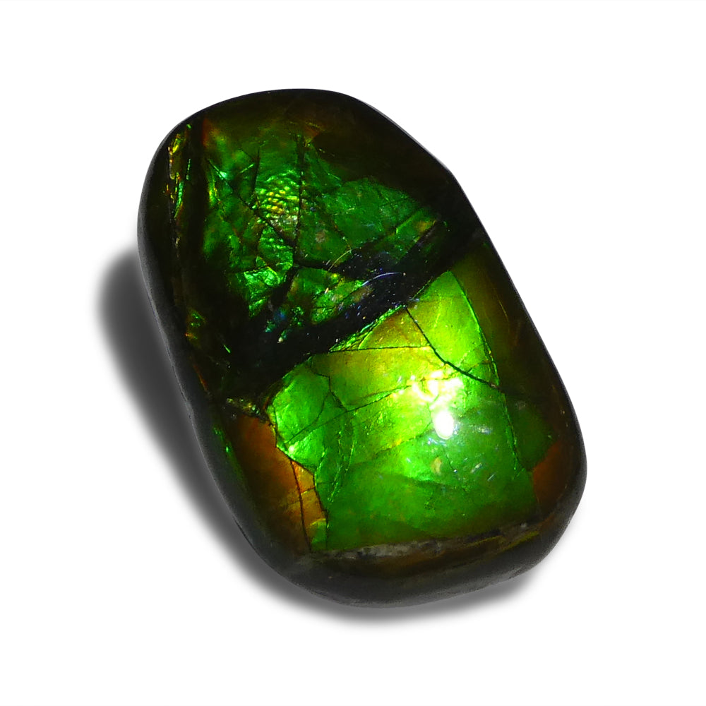 15.28ct Freeform A+ 3 Color Green, Yellow, Blue Ammolite from Alberta, Canada - Skyjems Wholesale Gemstones