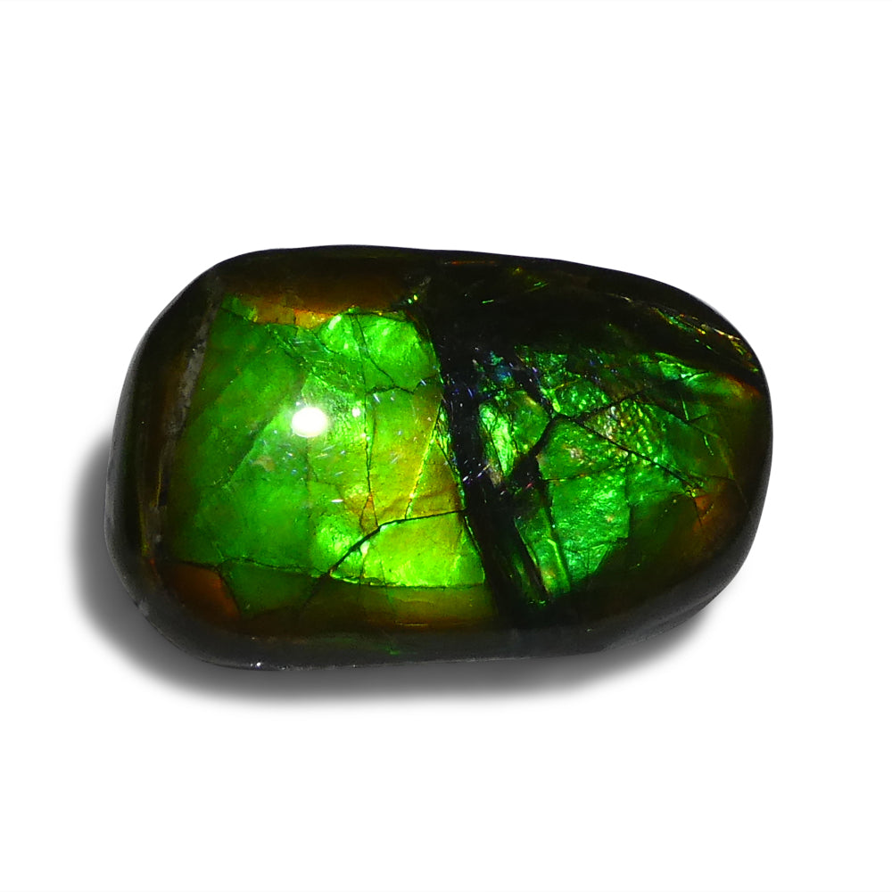 15.28ct Freeform A+ 3 Color Green, Yellow, Blue Ammolite from Alberta, Canada - Skyjems Wholesale Gemstones