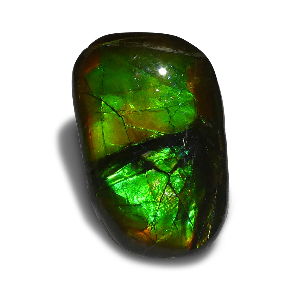 15.28ct Freeform A+ 3 Color Green, Yellow, Blue Ammolite from Alberta, Canada - Skyjems Wholesale Gemstones