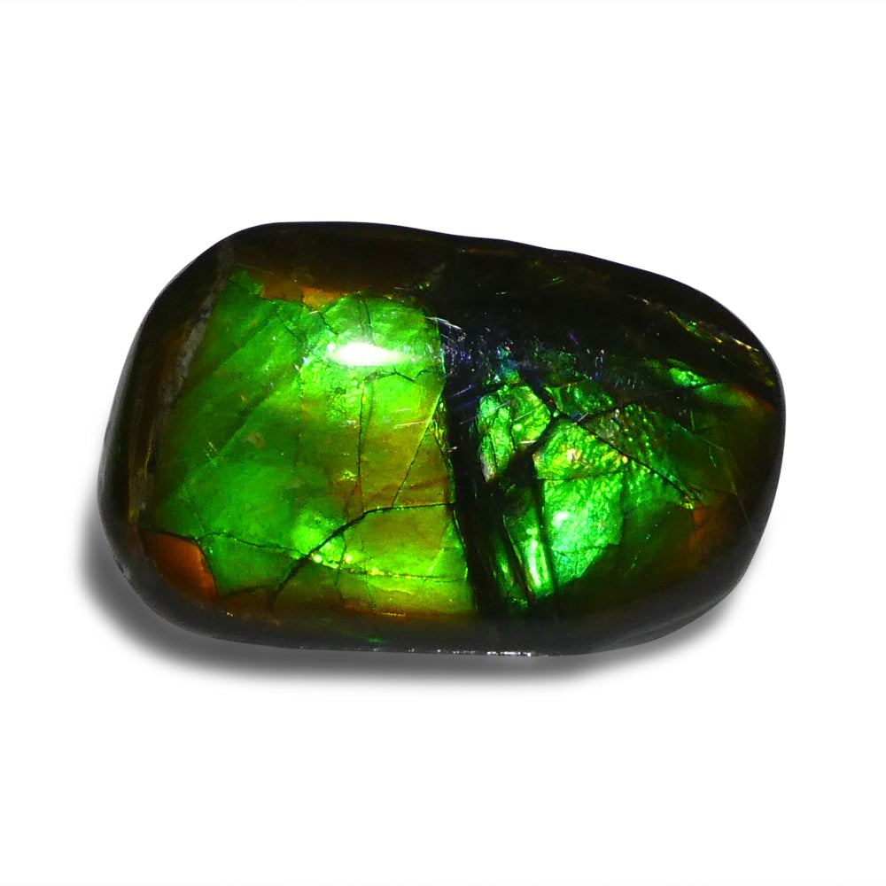 15.28ct Freeform A+ 3 Color Green, Yellow, Blue Ammolite from Alberta, Canada - Skyjems Wholesale Gemstones