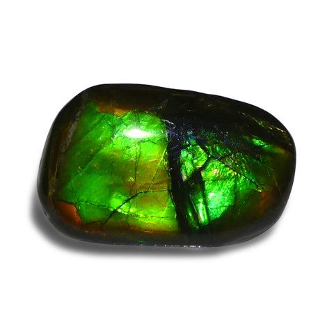 15.28ct Freeform A+ 3 Color Green, Yellow, Blue Ammolite from Alberta, Canada