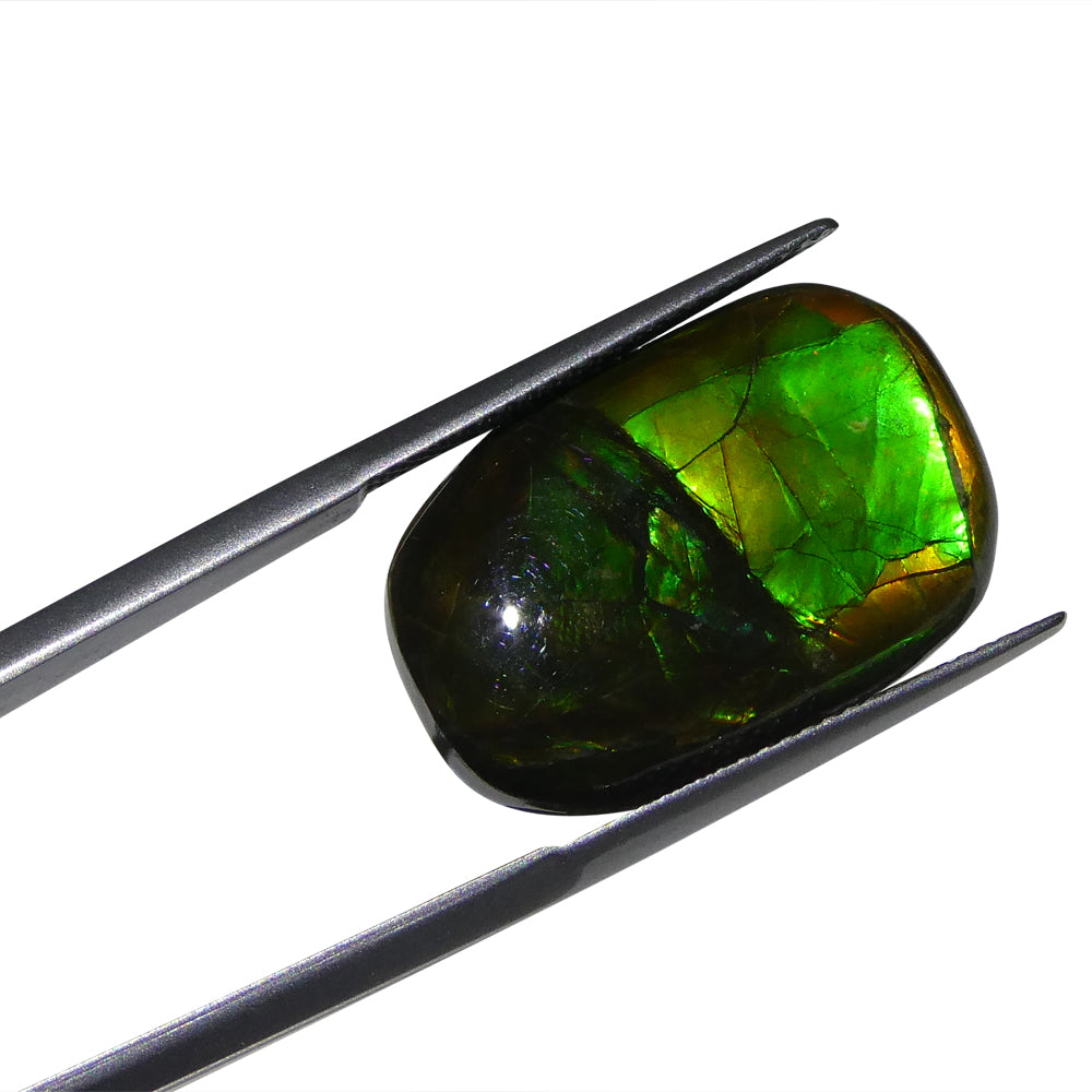 15.28ct Freeform A+ 3 Color Green, Yellow, Blue Ammolite from Alberta, Canada - Skyjems Wholesale Gemstones