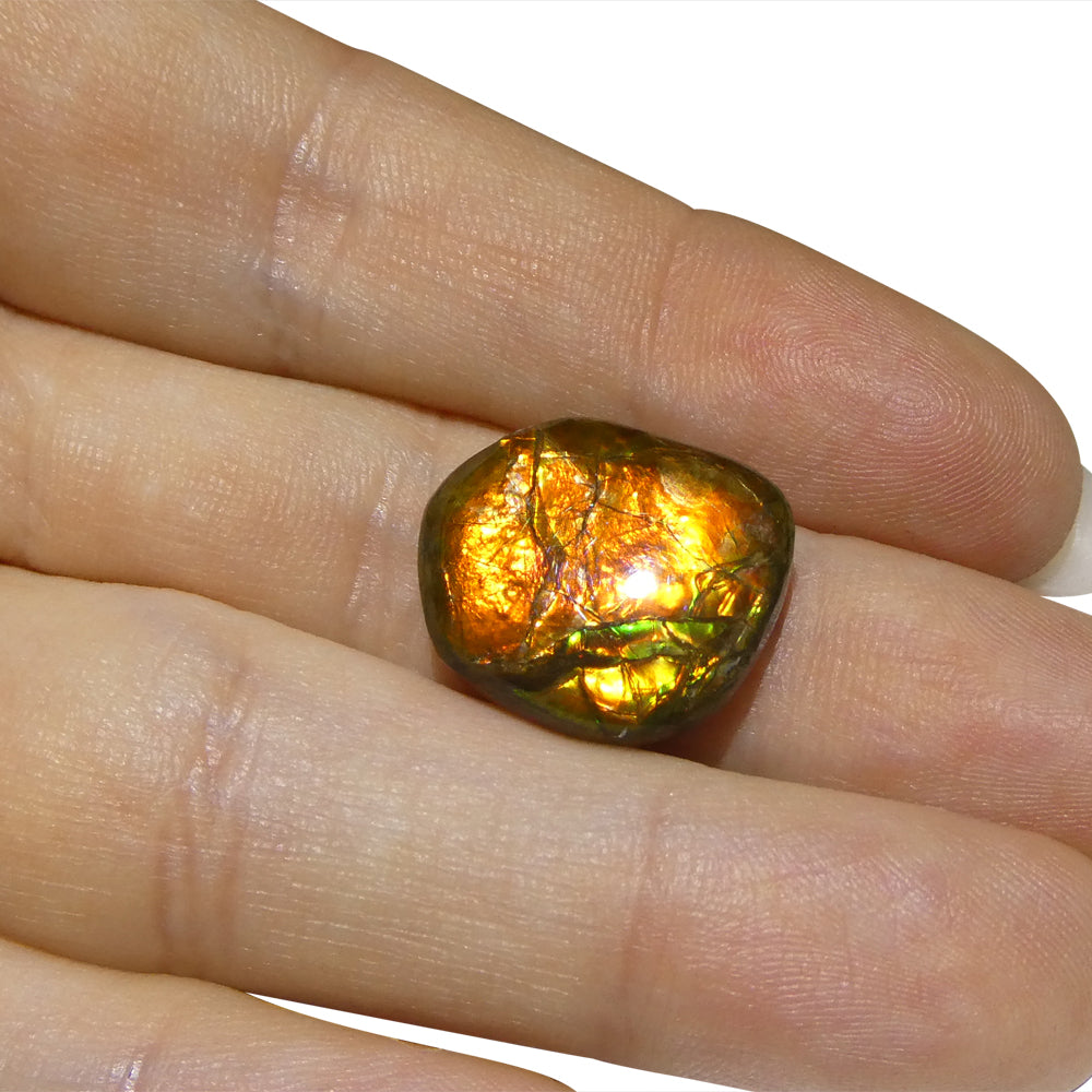 10.88ct Freeform A+ 3 Color Orange, Yellow, Green Ammolite from Alberta, Canada - Skyjems Wholesale Gemstones