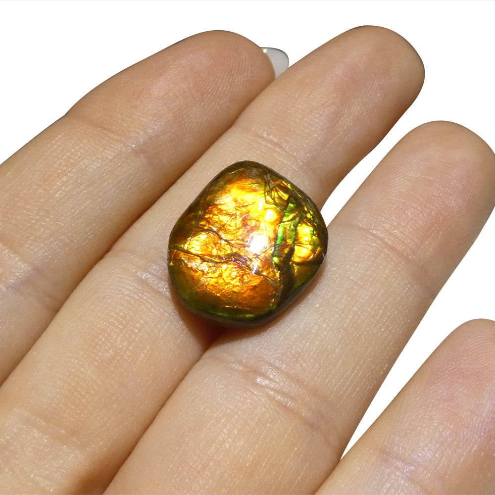 10.88ct Freeform A+ 3 Color Orange, Yellow, Green Ammolite from Alberta, Canada - Skyjems Wholesale Gemstones