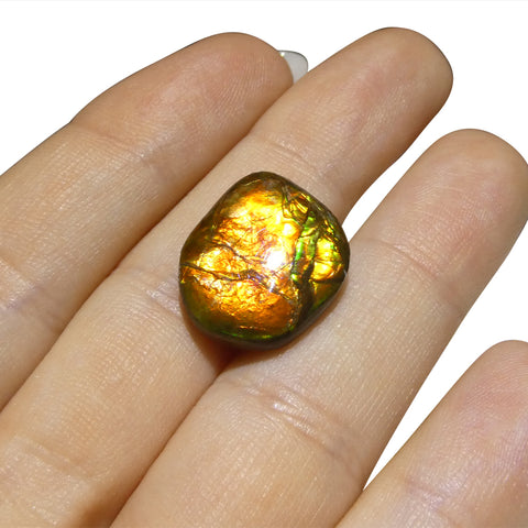 10.88ct Freeform A+ 3 Color Orange, Yellow, Green Ammolite from Alberta, Canada