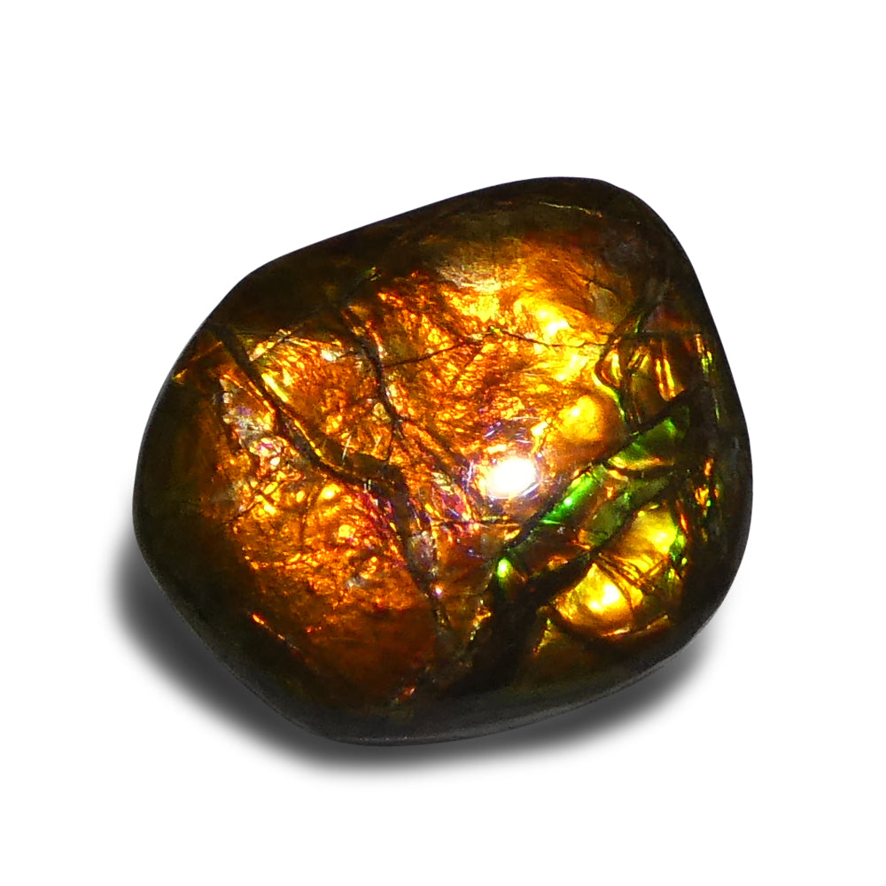 10.88ct Freeform A+ 3 Color Orange, Yellow, Green Ammolite from Alberta, Canada - Skyjems Wholesale Gemstones