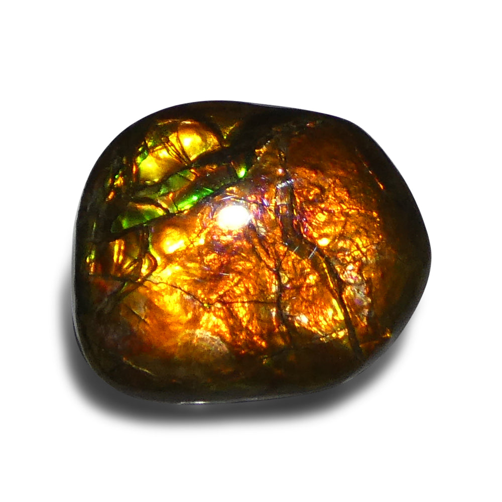 10.88ct Freeform A+ 3 Color Orange, Yellow, Green Ammolite from Alberta, Canada - Skyjems Wholesale Gemstones