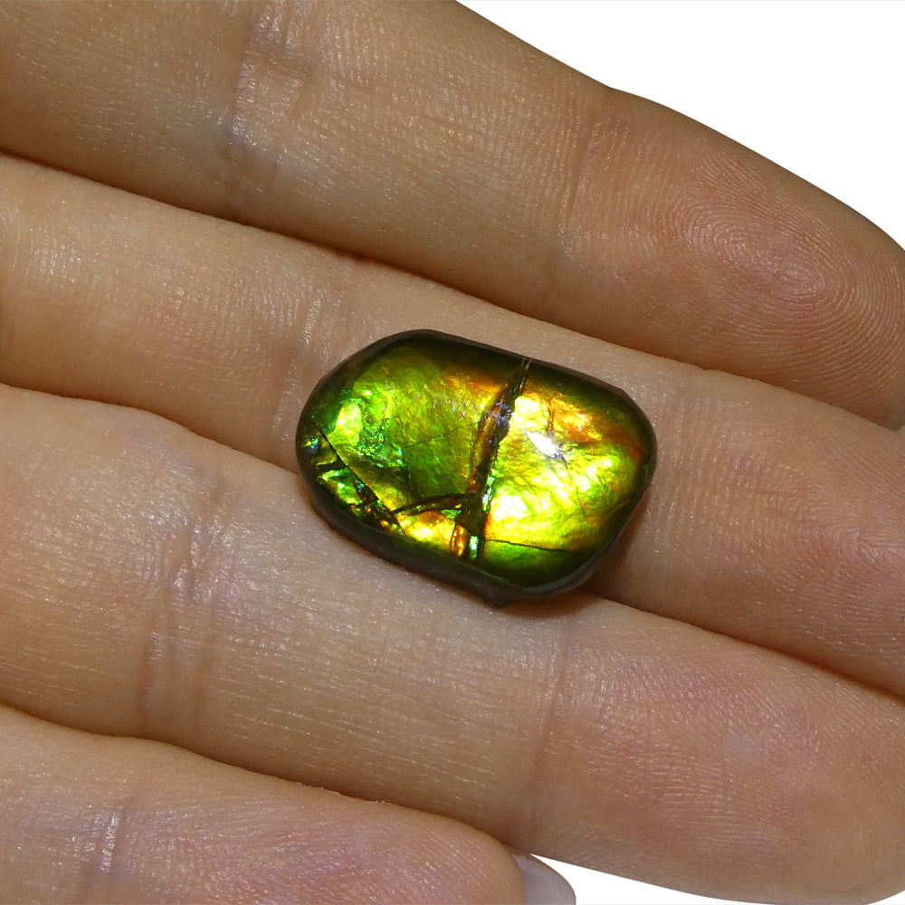 9.94ct Freeform A+ 3 Color Green, Yellow, Orange Ammolite from Alberta, Canada - Skyjems Wholesale Gemstones