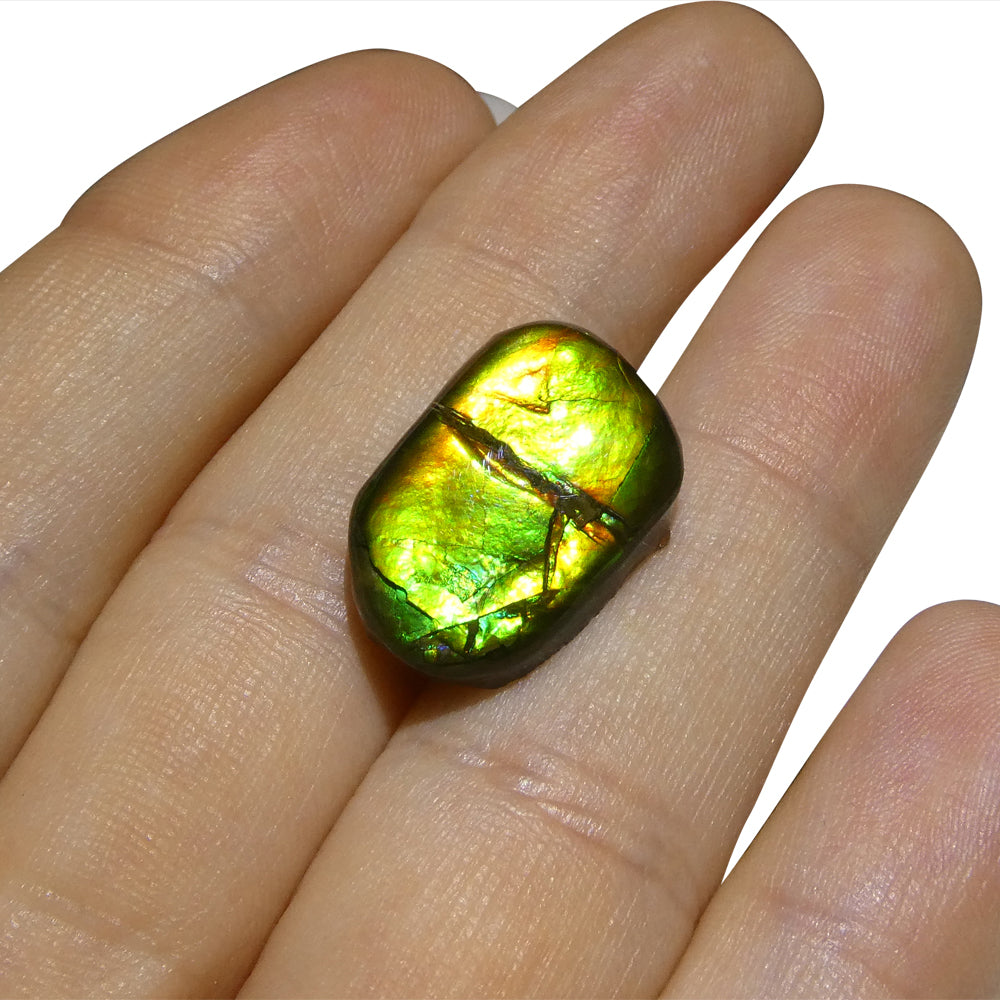 9.94ct Freeform A+ 3 Color Green, Yellow, Orange Ammolite from Alberta, Canada - Skyjems Wholesale Gemstones