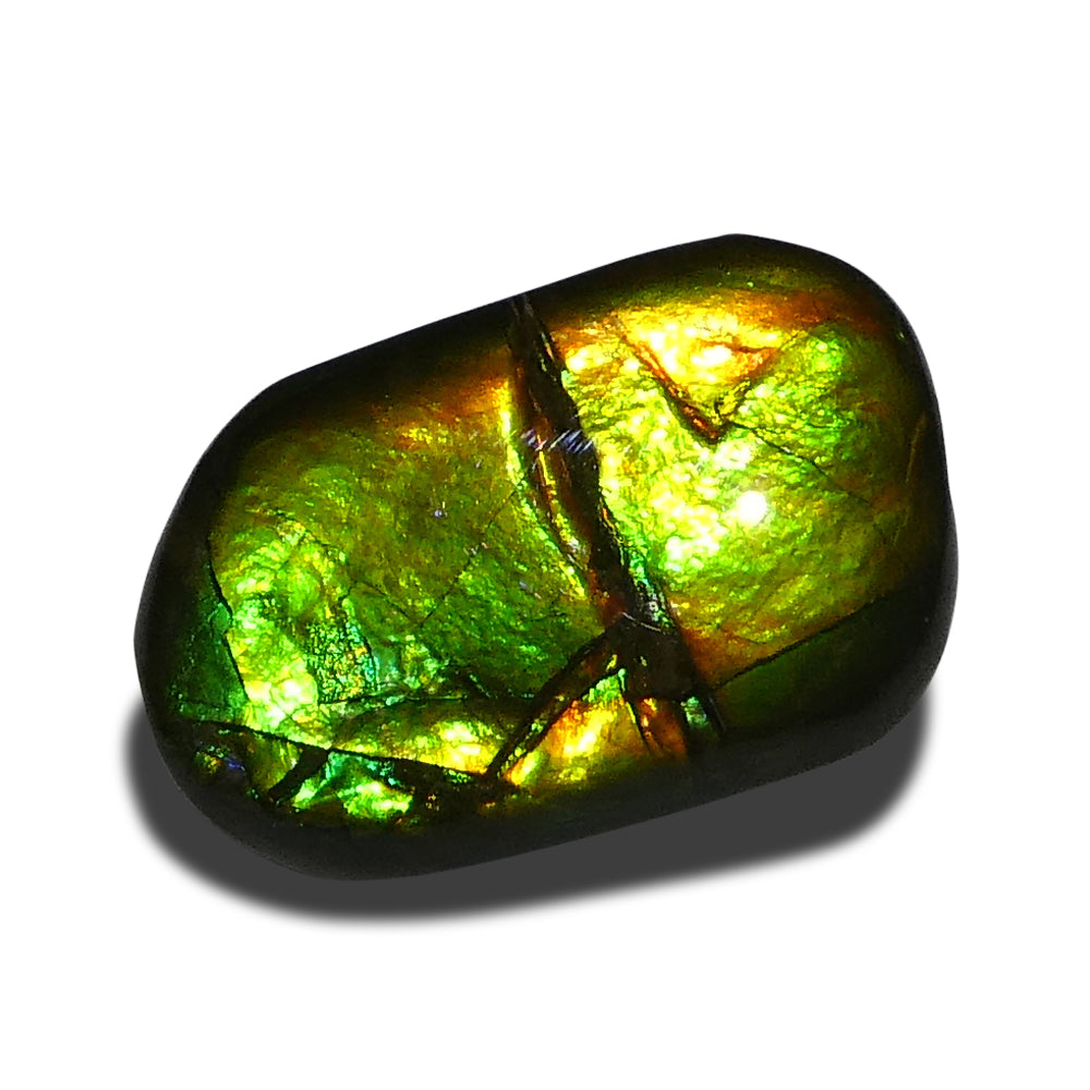 9.94ct Freeform A+ 3 Color Green, Yellow, Orange Ammolite from Alberta, Canada - Skyjems Wholesale Gemstones