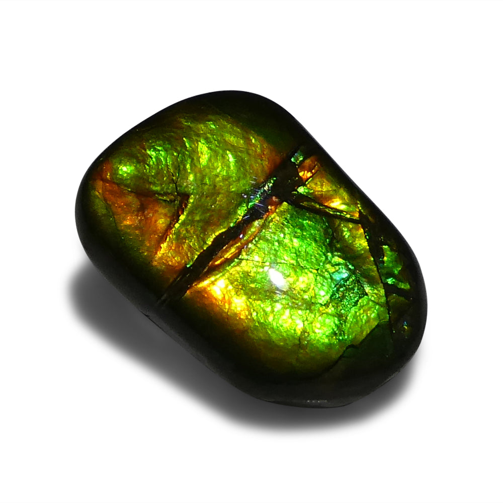 9.94ct Freeform A+ 3 Color Green, Yellow, Orange Ammolite from Alberta, Canada - Skyjems Wholesale Gemstones