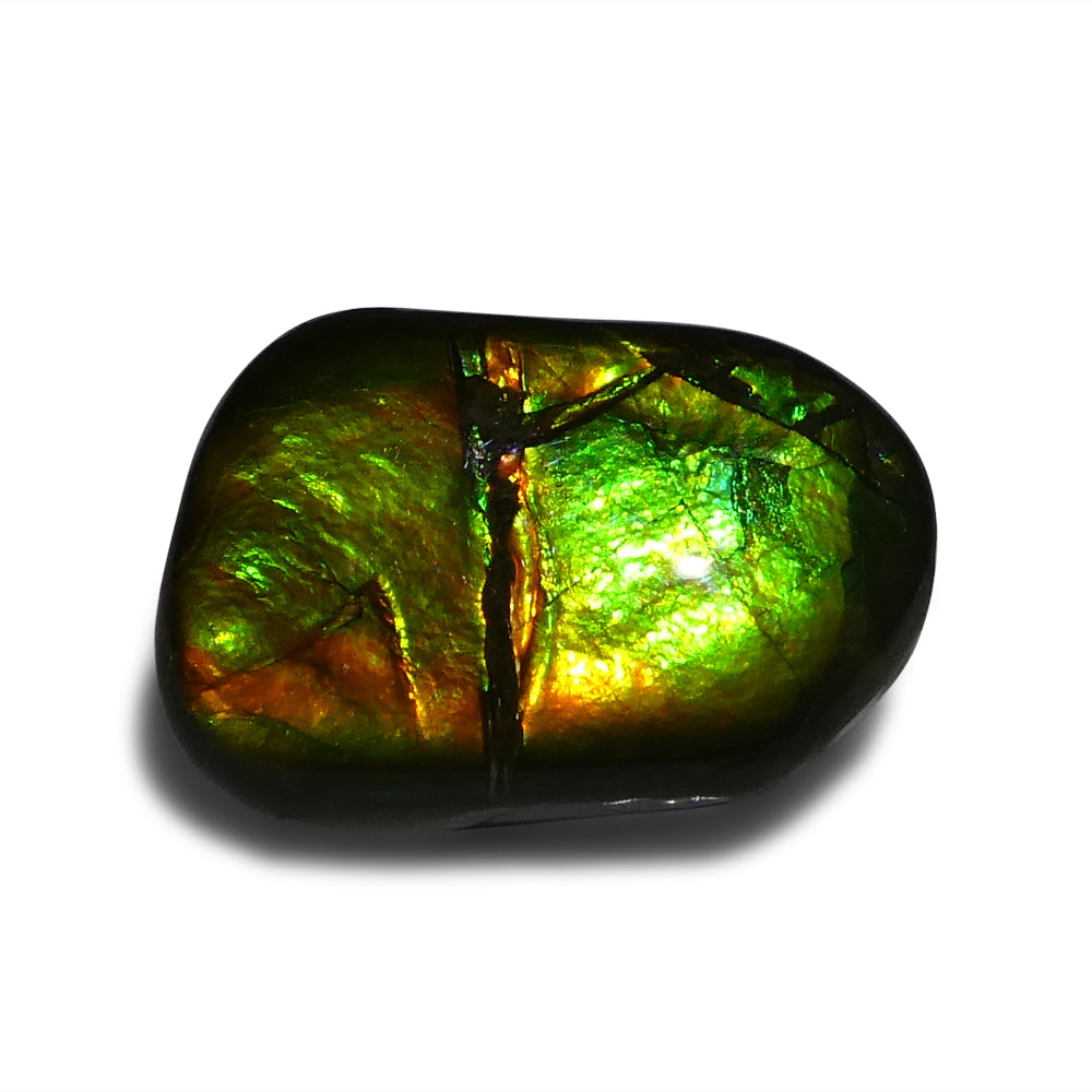 9.94ct Freeform A+ 3 Color Green, Yellow, Orange Ammolite from Alberta, Canada - Skyjems Wholesale Gemstones