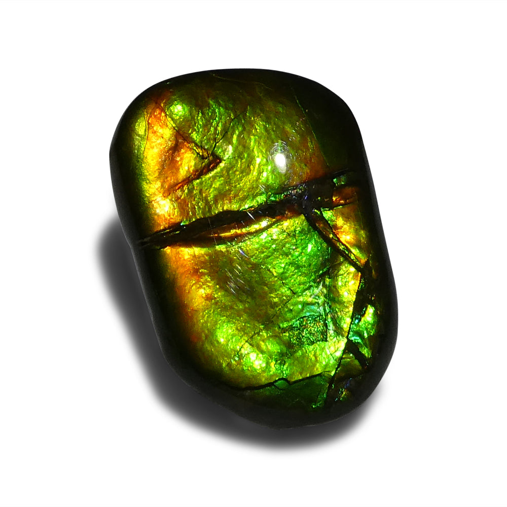 9.94ct Freeform A+ 3 Color Green, Yellow, Orange Ammolite from Alberta, Canada - Skyjems Wholesale Gemstones