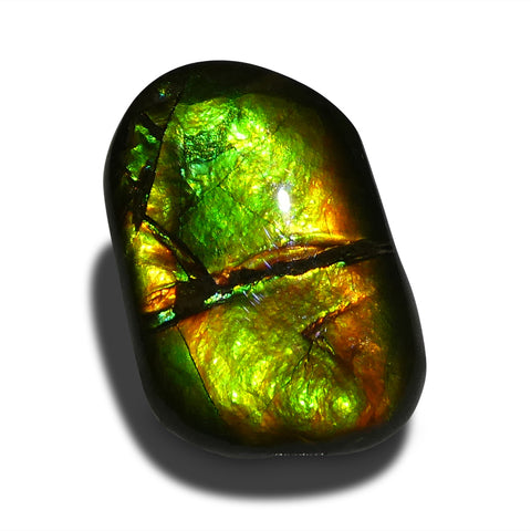 9.94ct Freeform A+ 3 Color Green, Yellow, Orange Ammolite from Alberta, Canada