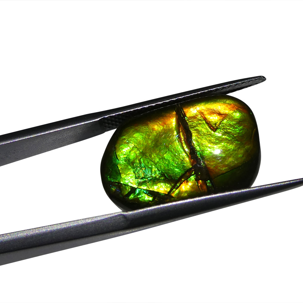 9.94ct Freeform A+ 3 Color Green, Yellow, Orange Ammolite from Alberta, Canada - Skyjems Wholesale Gemstones