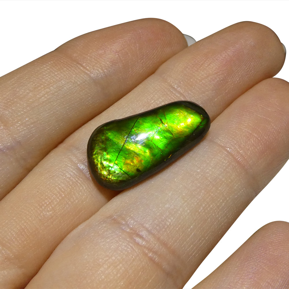 8.46ct Freeform A+ 3 Color Green, Yellow, Orange Ammolite from Alberta, Canada - Skyjems Wholesale Gemstones