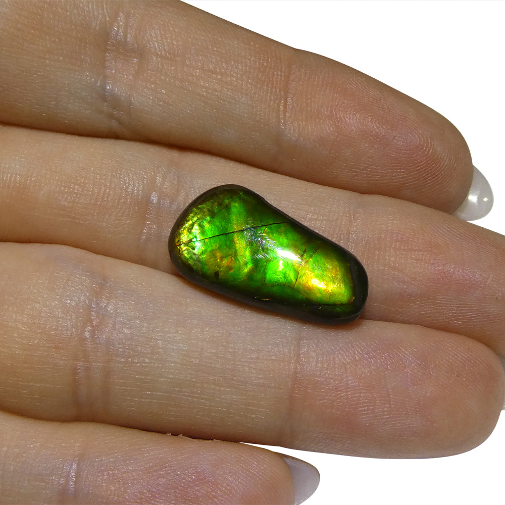 8.46ct Freeform A+ 3 Color Green, Yellow, Orange Ammolite from Alberta, Canada - Skyjems Wholesale Gemstones