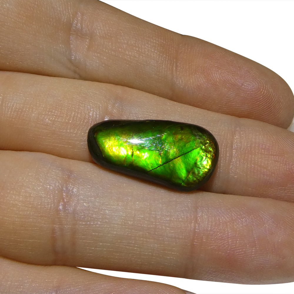 8.46ct Freeform A+ 3 Color Green, Yellow, Orange Ammolite from Alberta, Canada - Skyjems Wholesale Gemstones