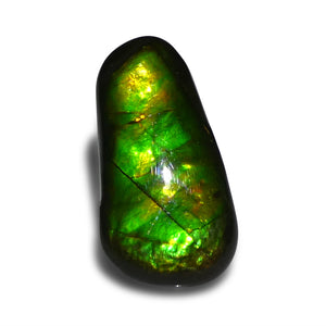 Ammolite 8.46 cts 21.61 x 11.36 x 4.56 Freeform Green, Yellow, Orange  $150