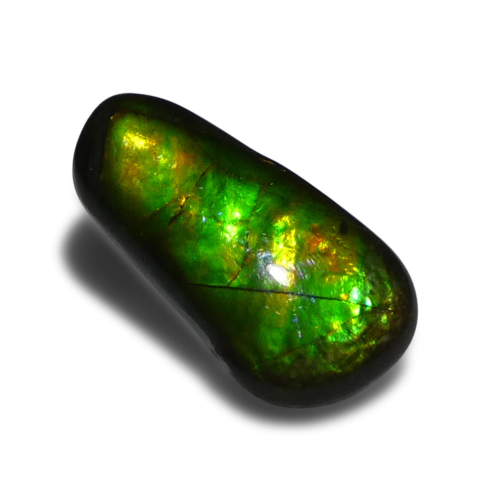 8.46ct Freeform A+ 3 Color Green, Yellow, Orange Ammolite from Alberta, Canada - Skyjems Wholesale Gemstones