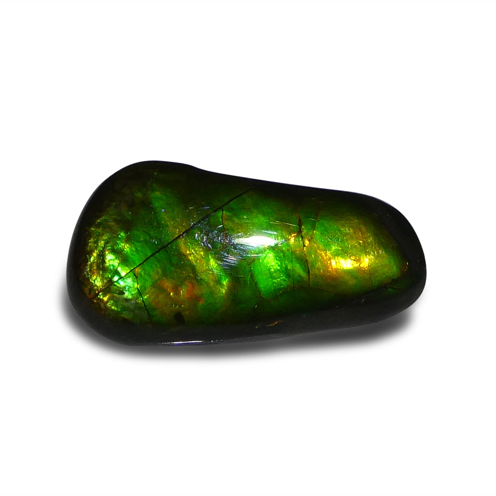 8.46ct Freeform A+ 3 Color Green, Yellow, Orange Ammolite from Alberta, Canada - Skyjems Wholesale Gemstones