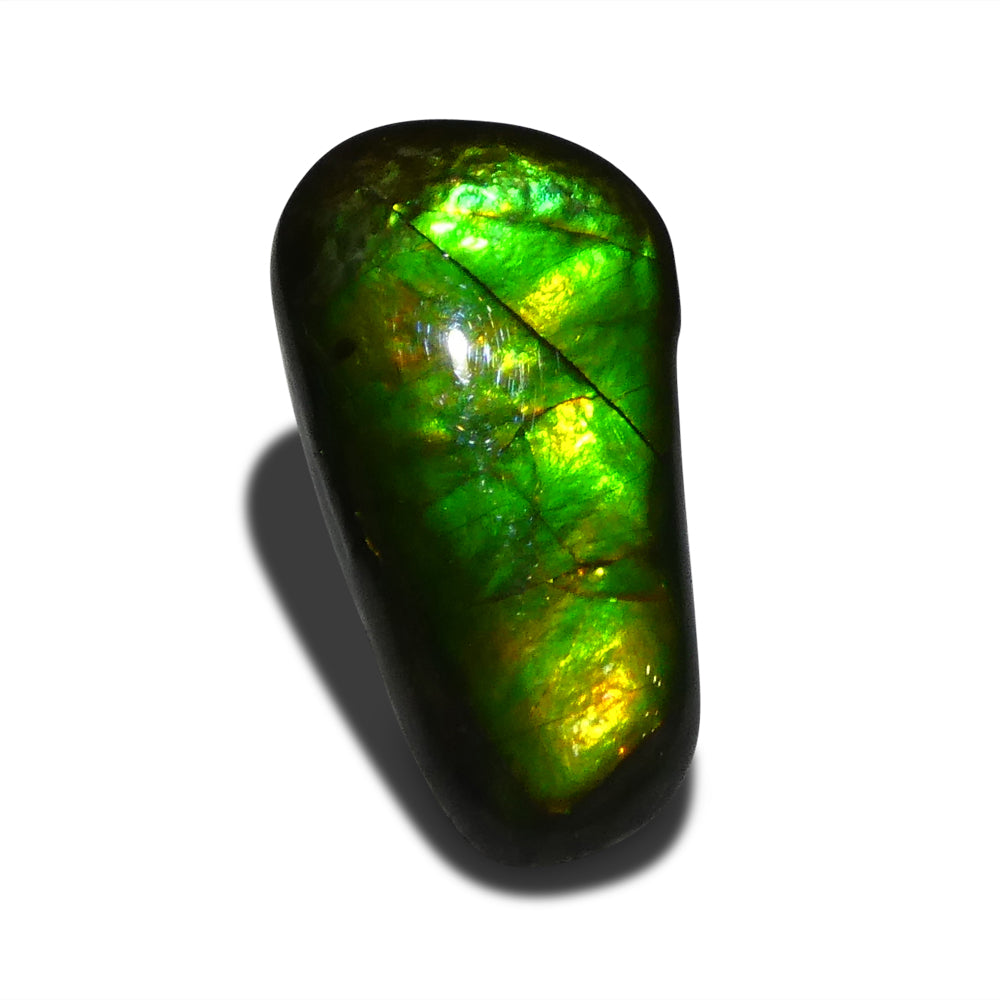 8.46ct Freeform A+ 3 Color Green, Yellow, Orange Ammolite from Alberta, Canada - Skyjems Wholesale Gemstones