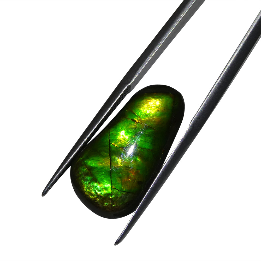 8.46ct Freeform A+ 3 Color Green, Yellow, Orange Ammolite from Alberta, Canada - Skyjems Wholesale Gemstones