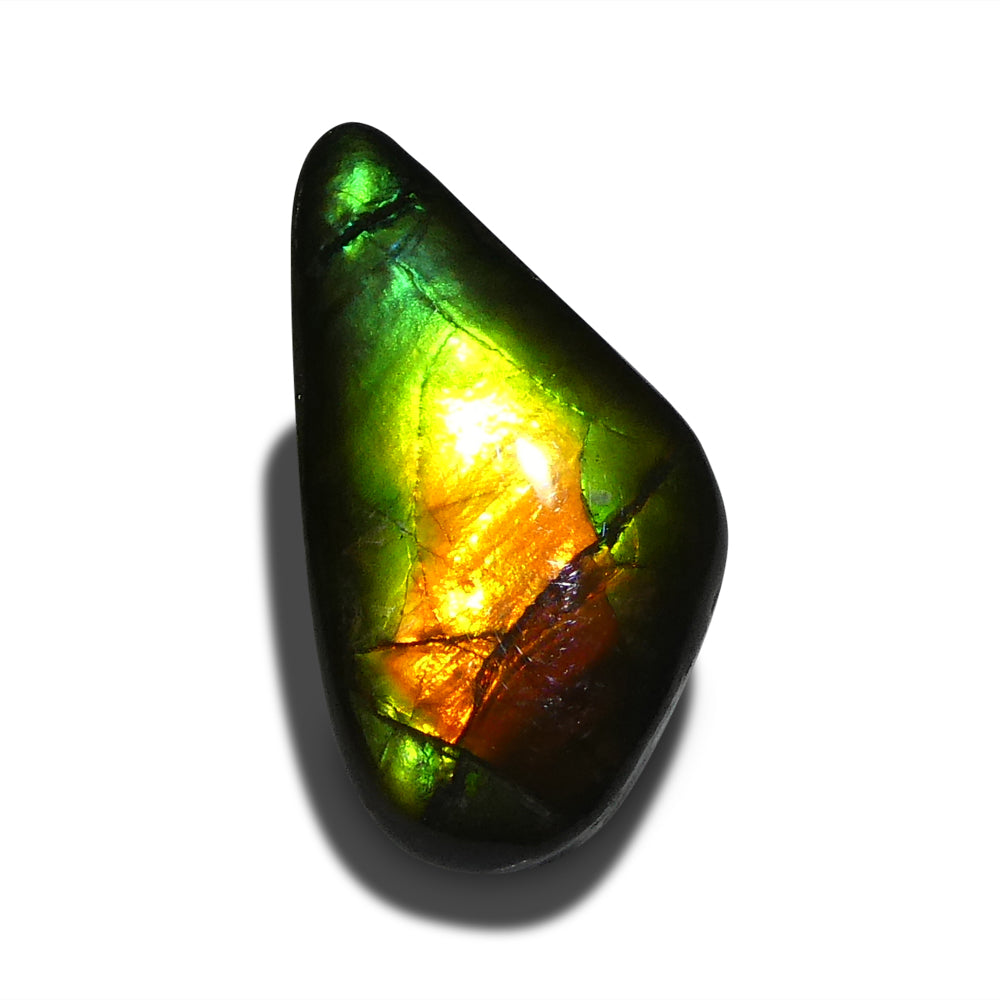 13.98ct Freeform A+ 3 Color Green, Red and Blue Ammolite from Alberta, Canada