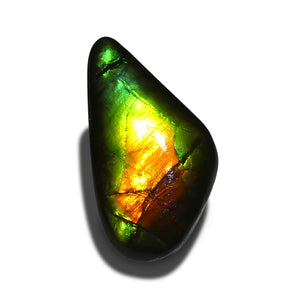 Ammolite 13.98 cts 10.39 x 13.94 x 5.18 Freeform Green, Red and Blue  $175