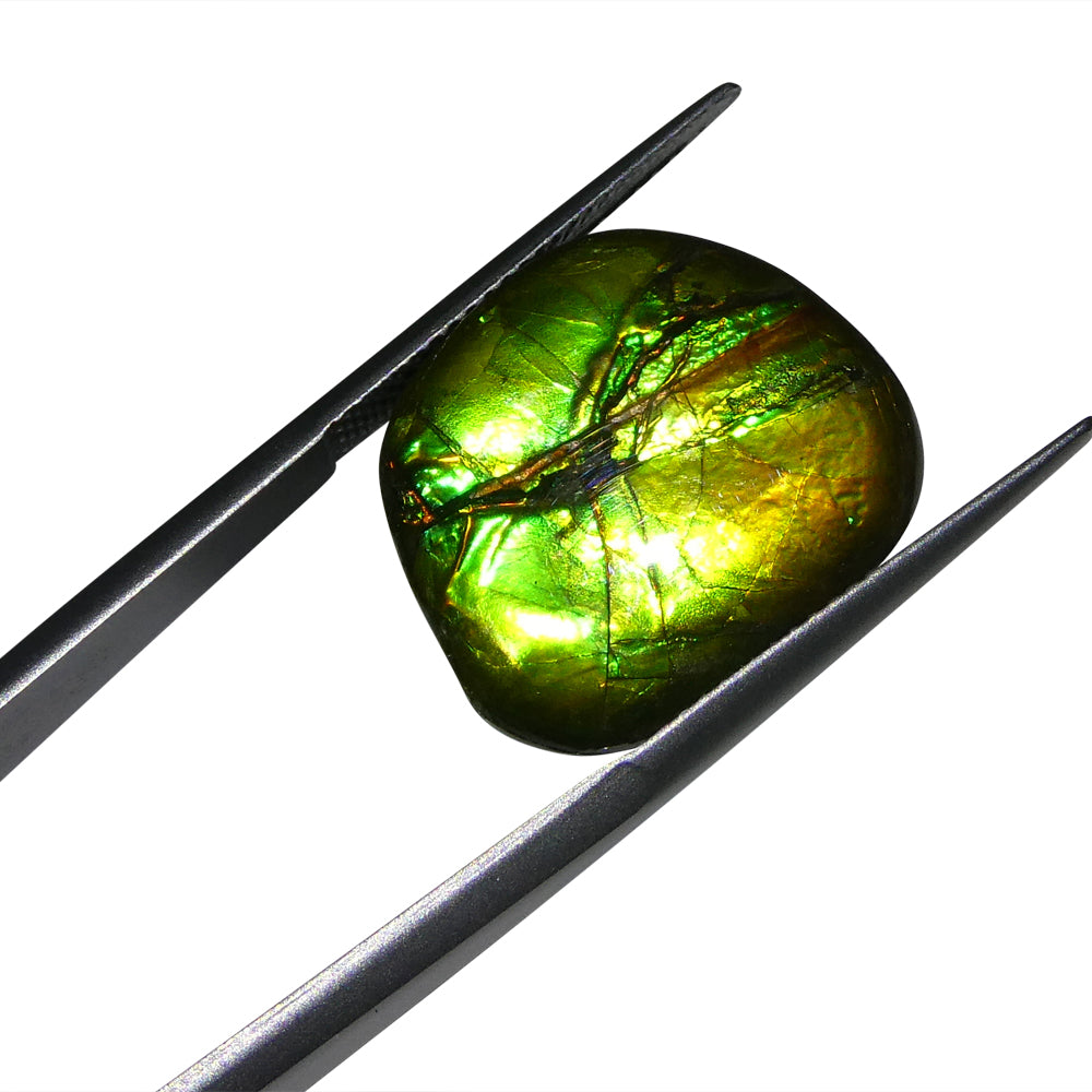 9.44ct Freeform A+ 3 Color Green, Yellow, Blue Ammolite from Alberta, Canada - Skyjems Wholesale Gemstones